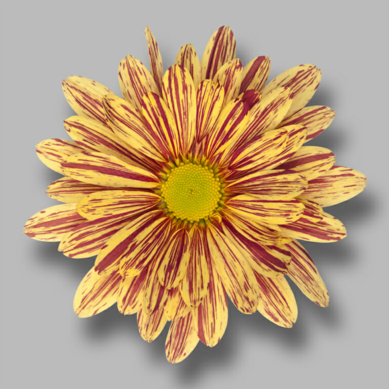 Palette