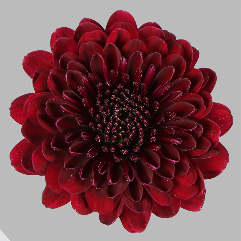Jinda Red - Just Chrys