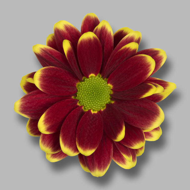 Alamos Yellow