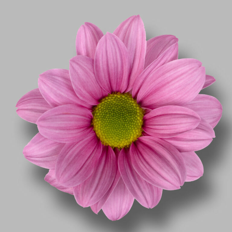 Ballerina's-tros-roze-chrysant-bloem