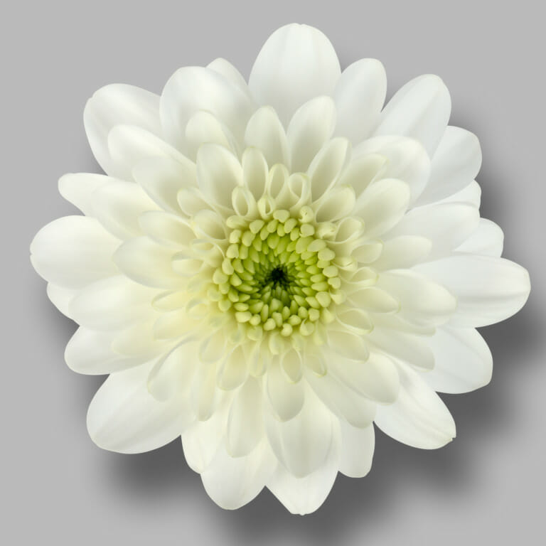 Casino-tros-wit-chrysant-bloem
