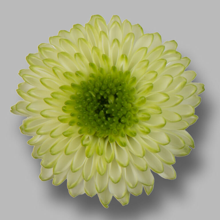 Country-lime-santini-lime-chrysant-bloem