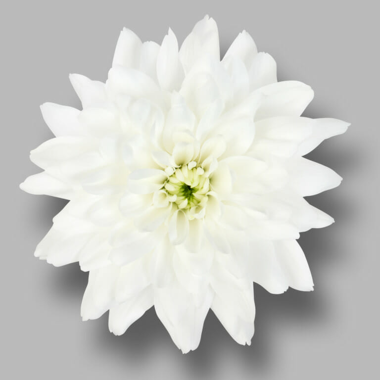 Frozen-tros-wit-chrysant-bloem