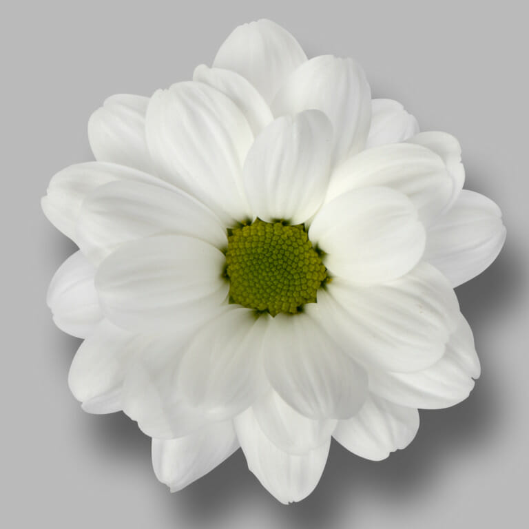 Ilonka-tros-wit-chrysant-bloem