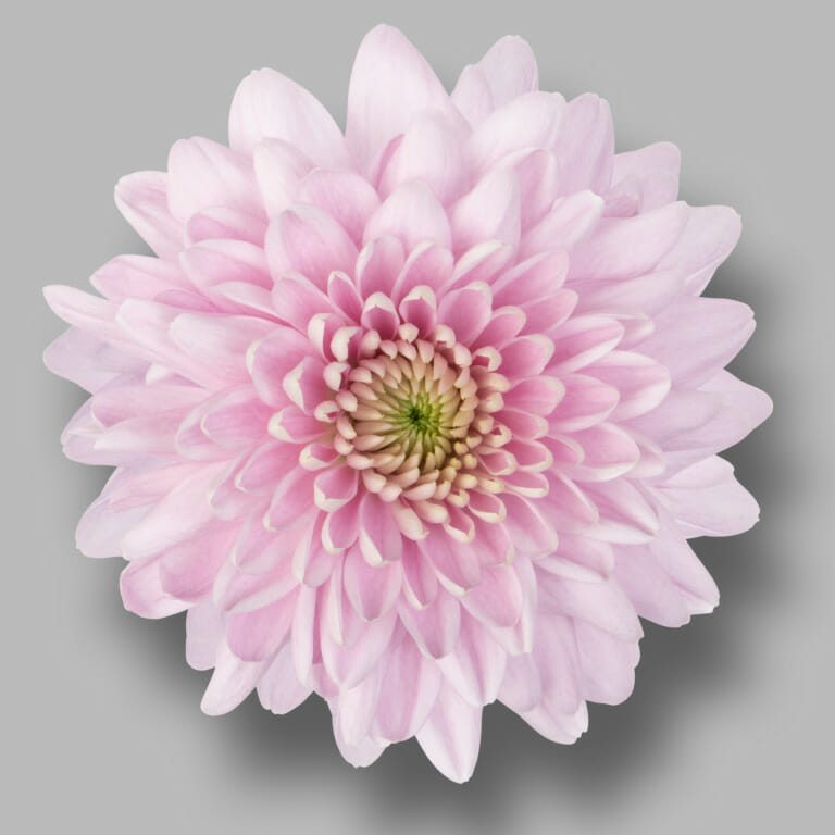 Karma-pink-tros-roze-chrysant-bloem