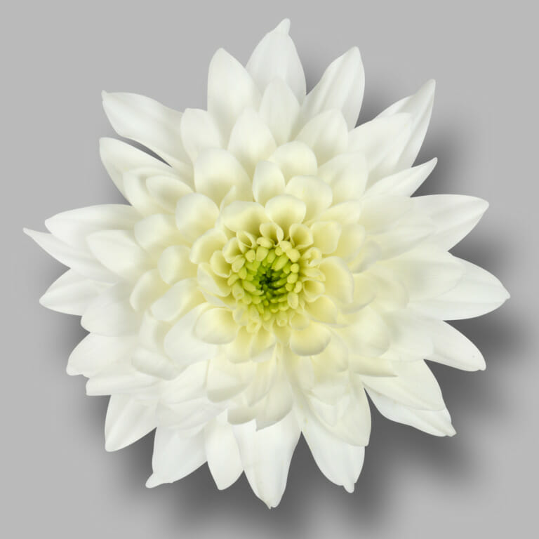 Pastela-cava-tros-wit-chrysant-bloem