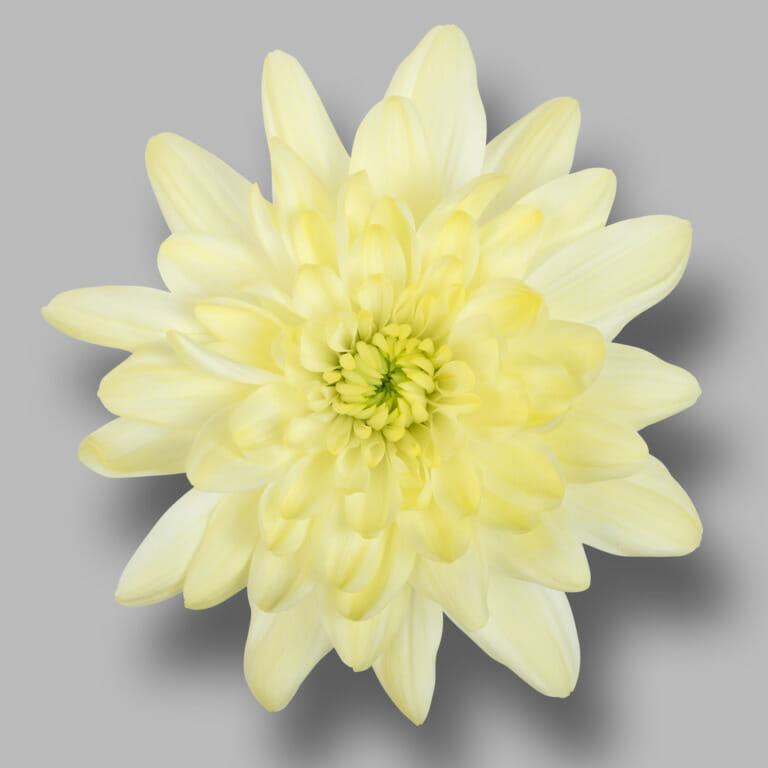 Pina-Colada-Cream-tros-creme-chrysant-bloem