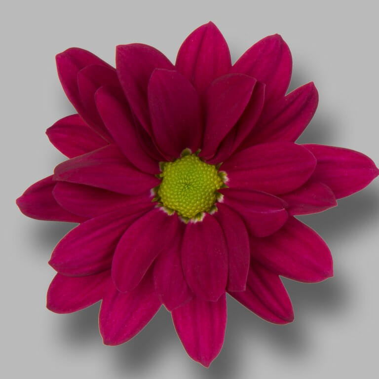 Purple-star-tros-paars-chrysant-bloem