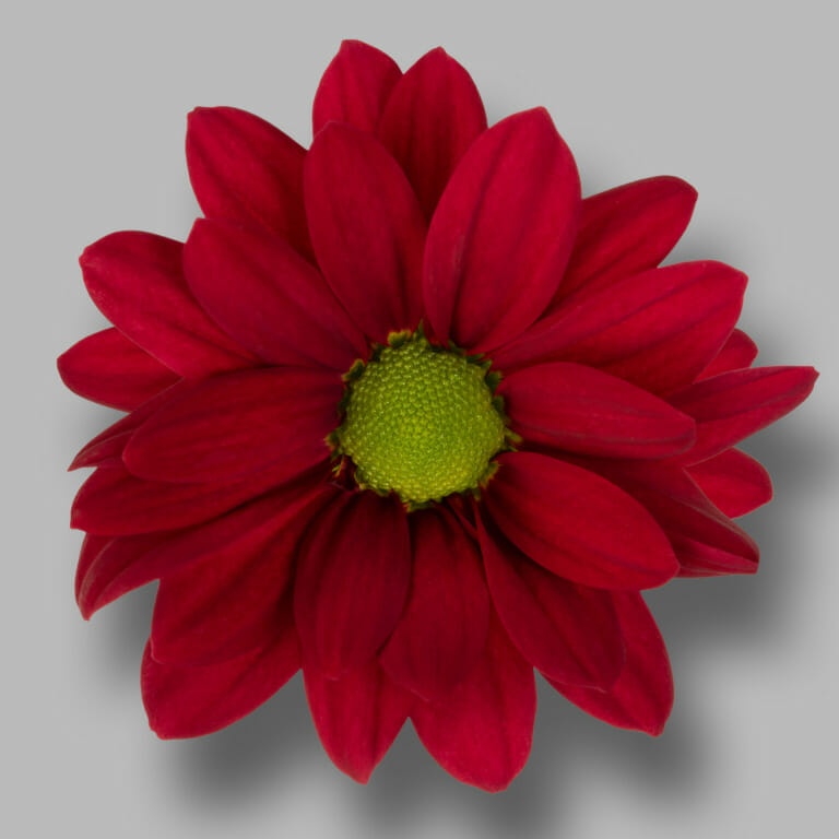 Ruby-Star-tros-rood-chrysant-bloem