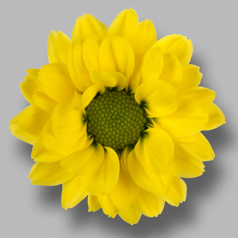 Smiley-santini-geel-chrysant-bloem