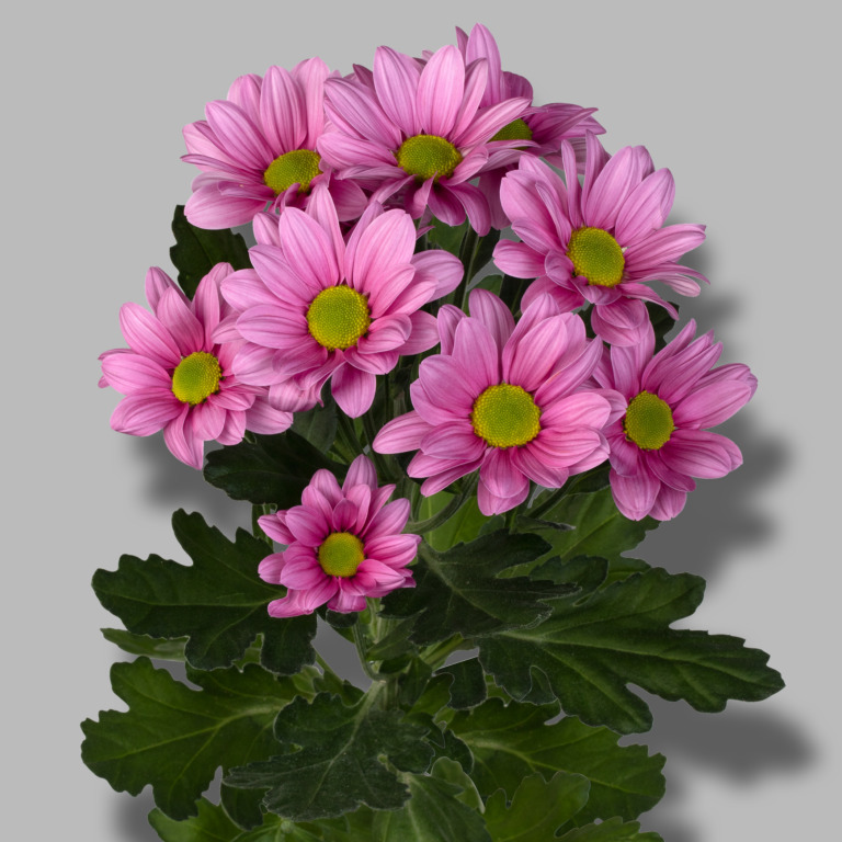 Ballerina's-tros-roze-chrysant-tak