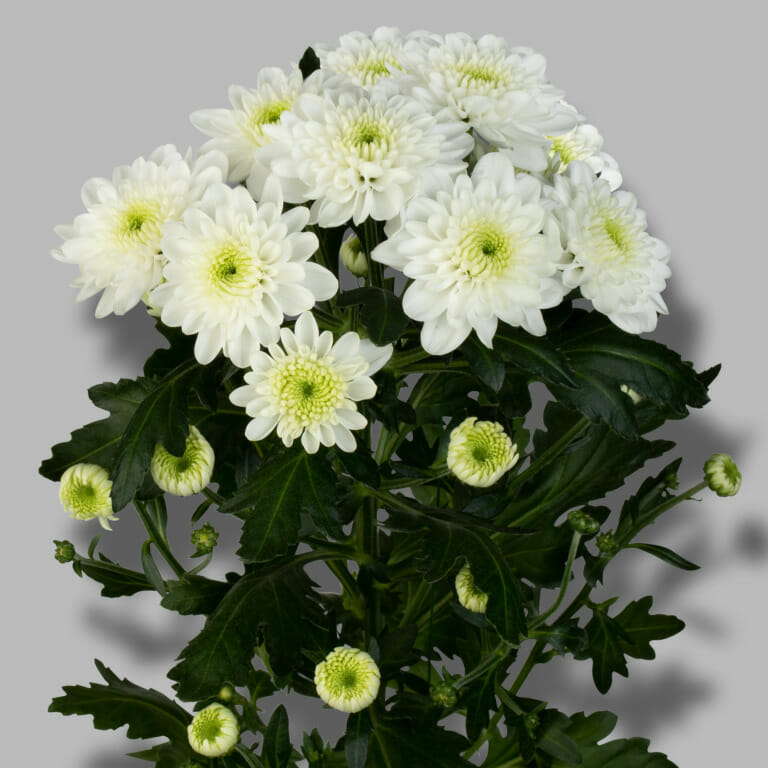 Casino-tros-wit-chrysant-tak