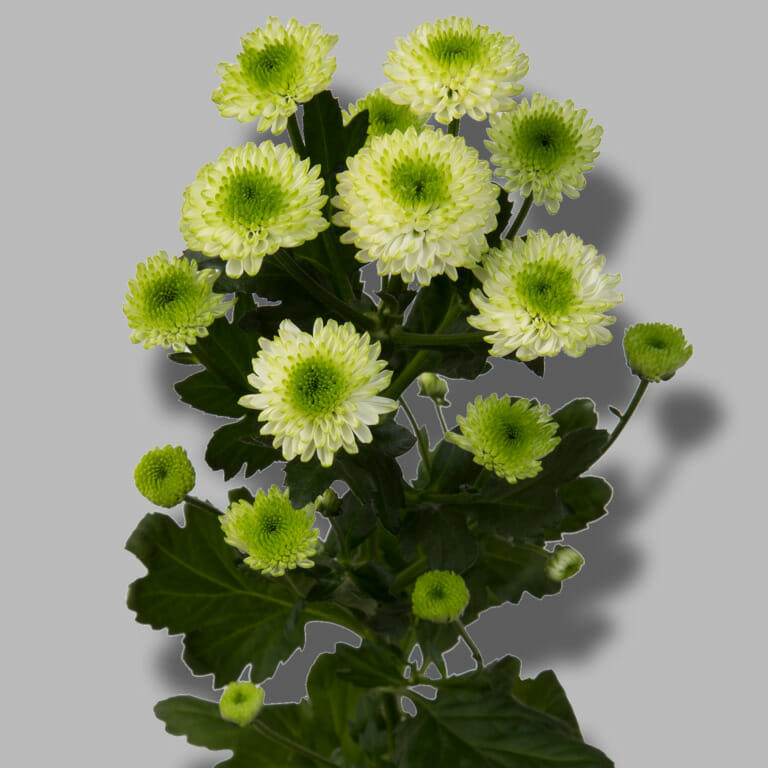 country-lime-santini-lime-chrysant-tak-1