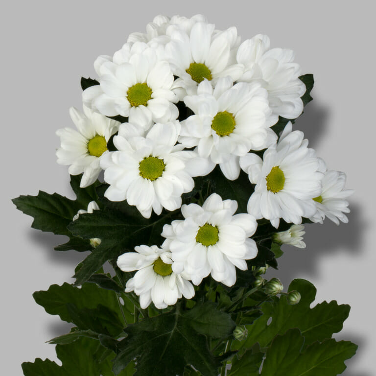 Ilonka-tros-wit-chrysant-tak