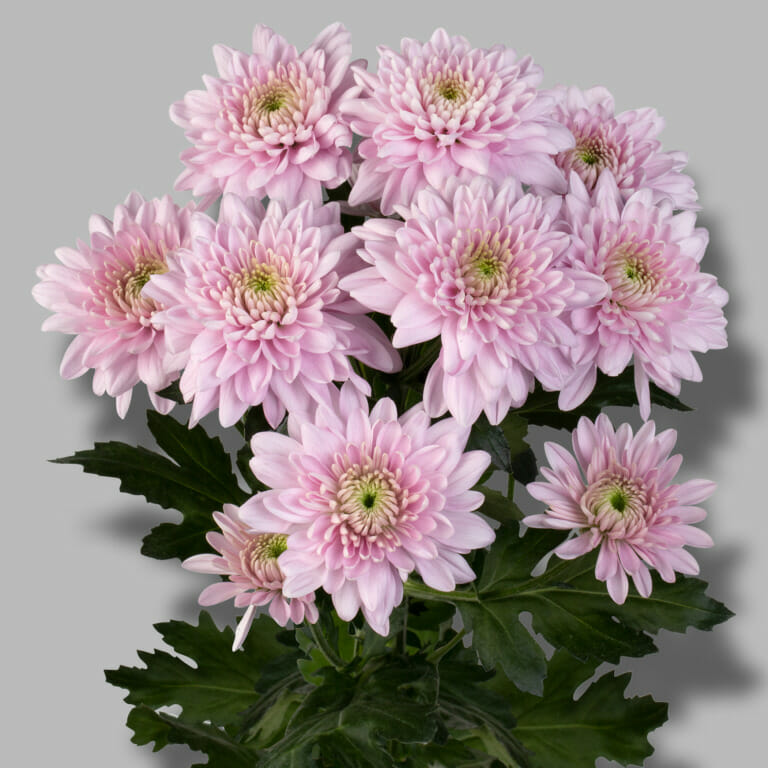 Karma-pink-tros-roze-chrysant