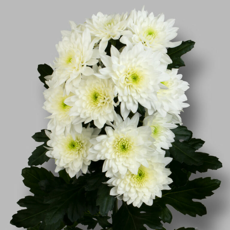 Pastela-Cava-tros-wit-chrysant-tak