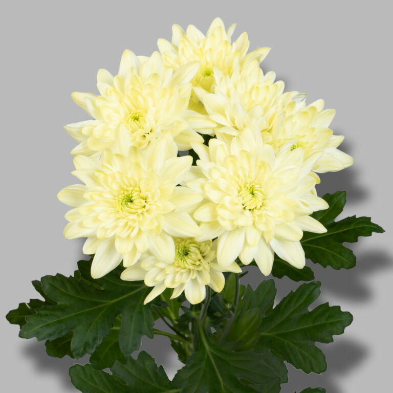 Pina-Colada-Cream-tros-creme-chrysant-tak