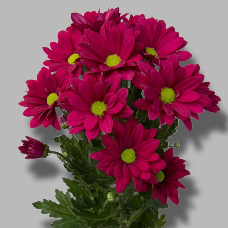 Purple-star-tros-paars-chrysant-tak-1