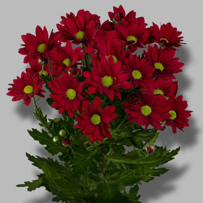 Ruby-star-tros-rood-chrysant-tak