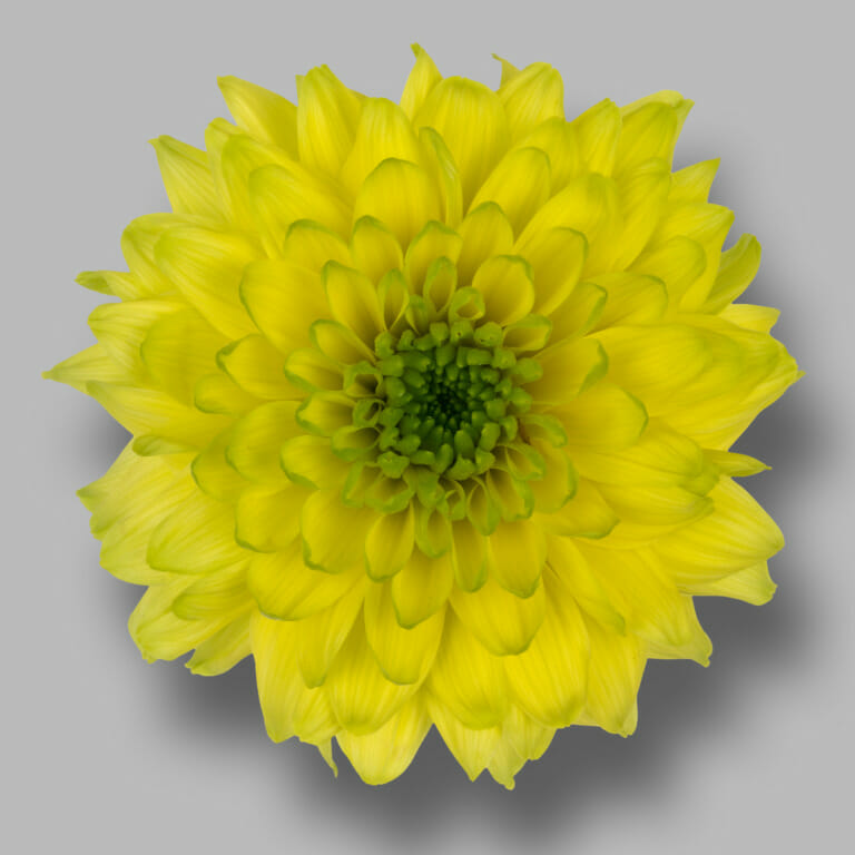 Jamaica-tros-geel-chrysant-bloem