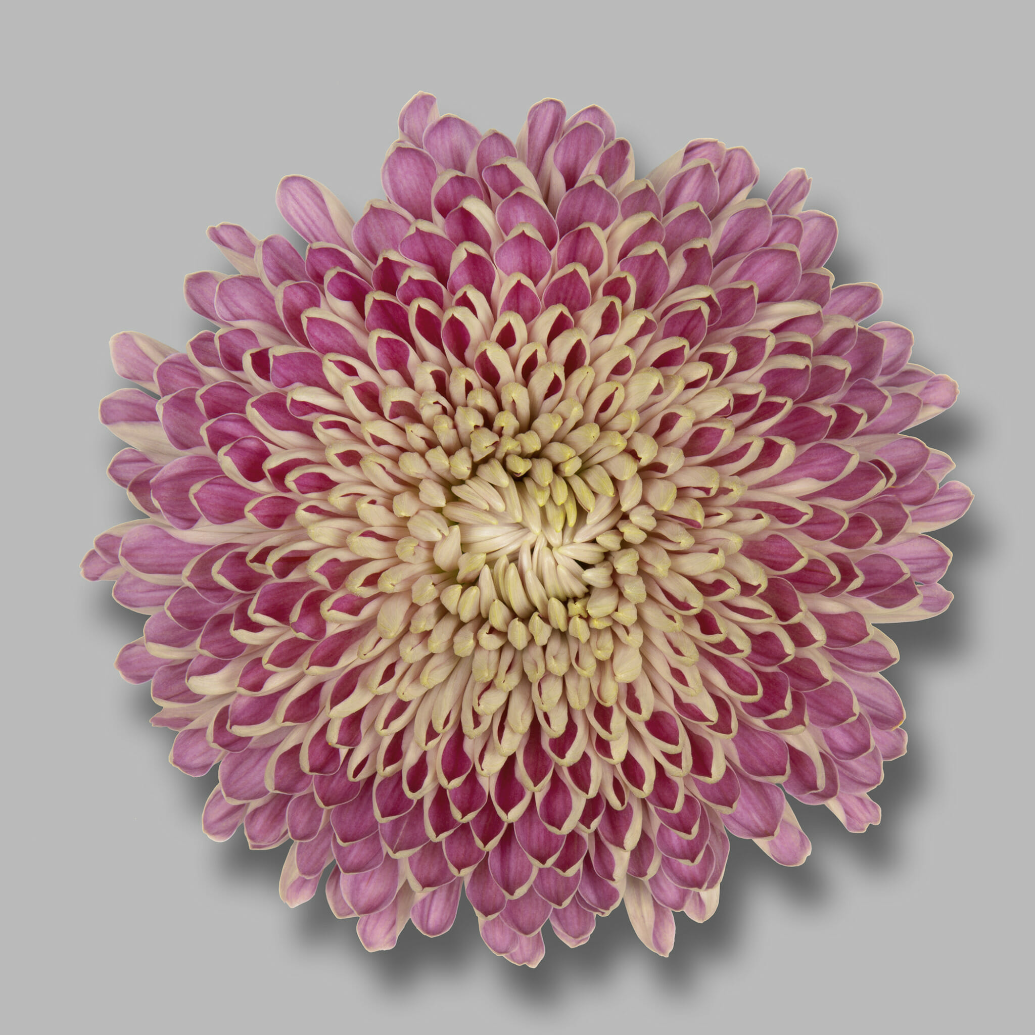 Broche Vintage Chrysanthème Dorée - Fabriquée En France, Occasion, Bijou De Couture