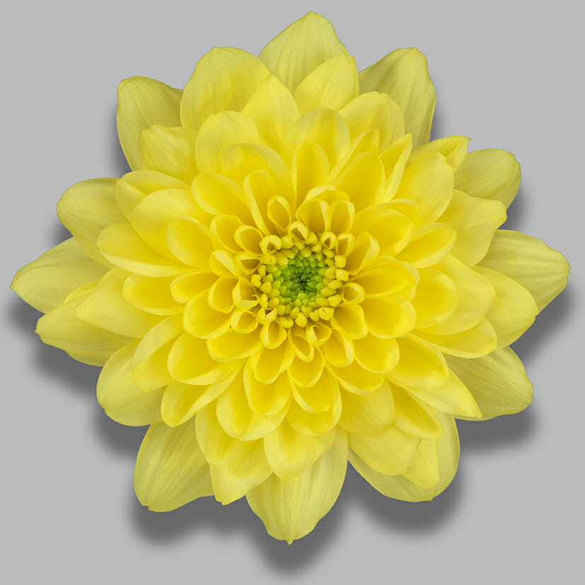 Altaj Yellow Just Chrys