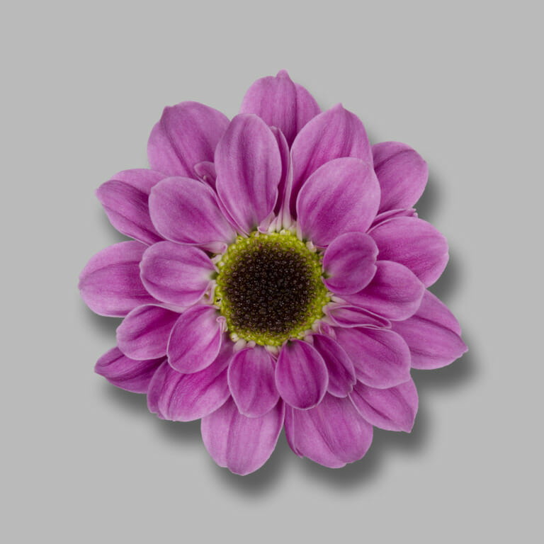 Yin Yang Purple