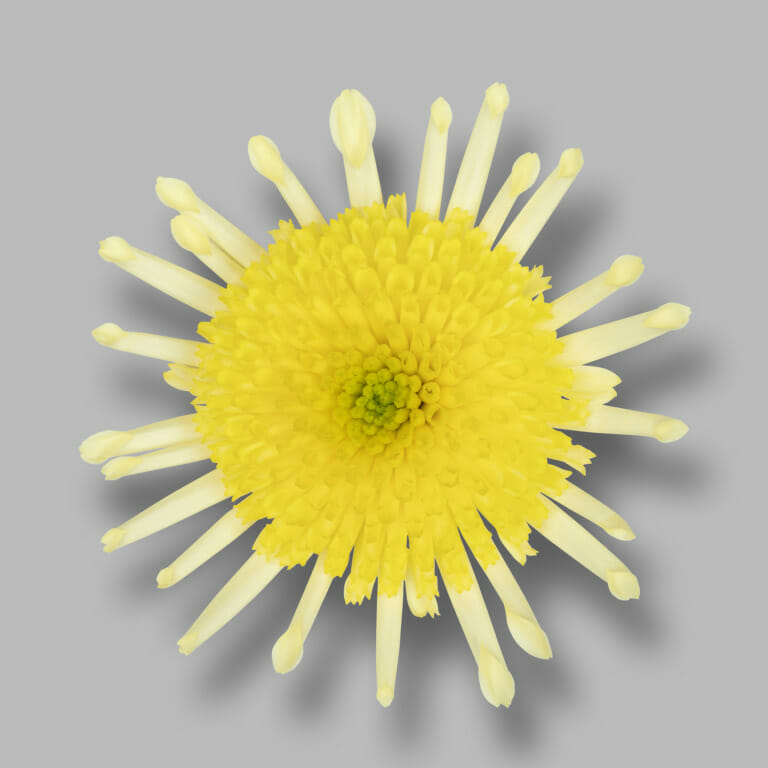 Maradona Yellow