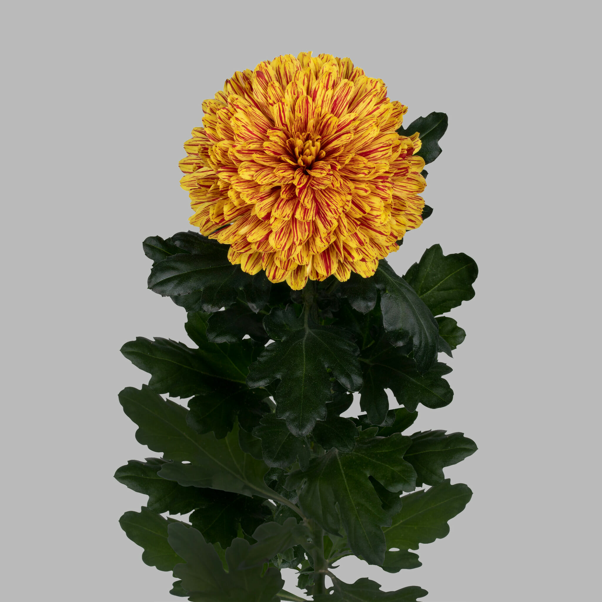 Pumpkin - Just Chrys