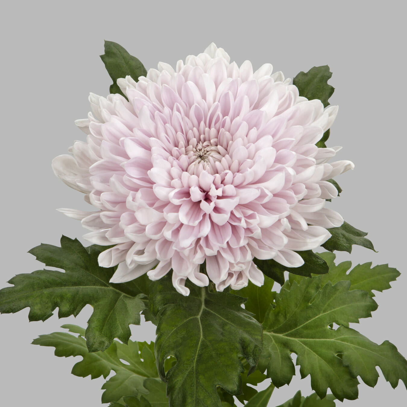 Honeymoon - Just Chrys