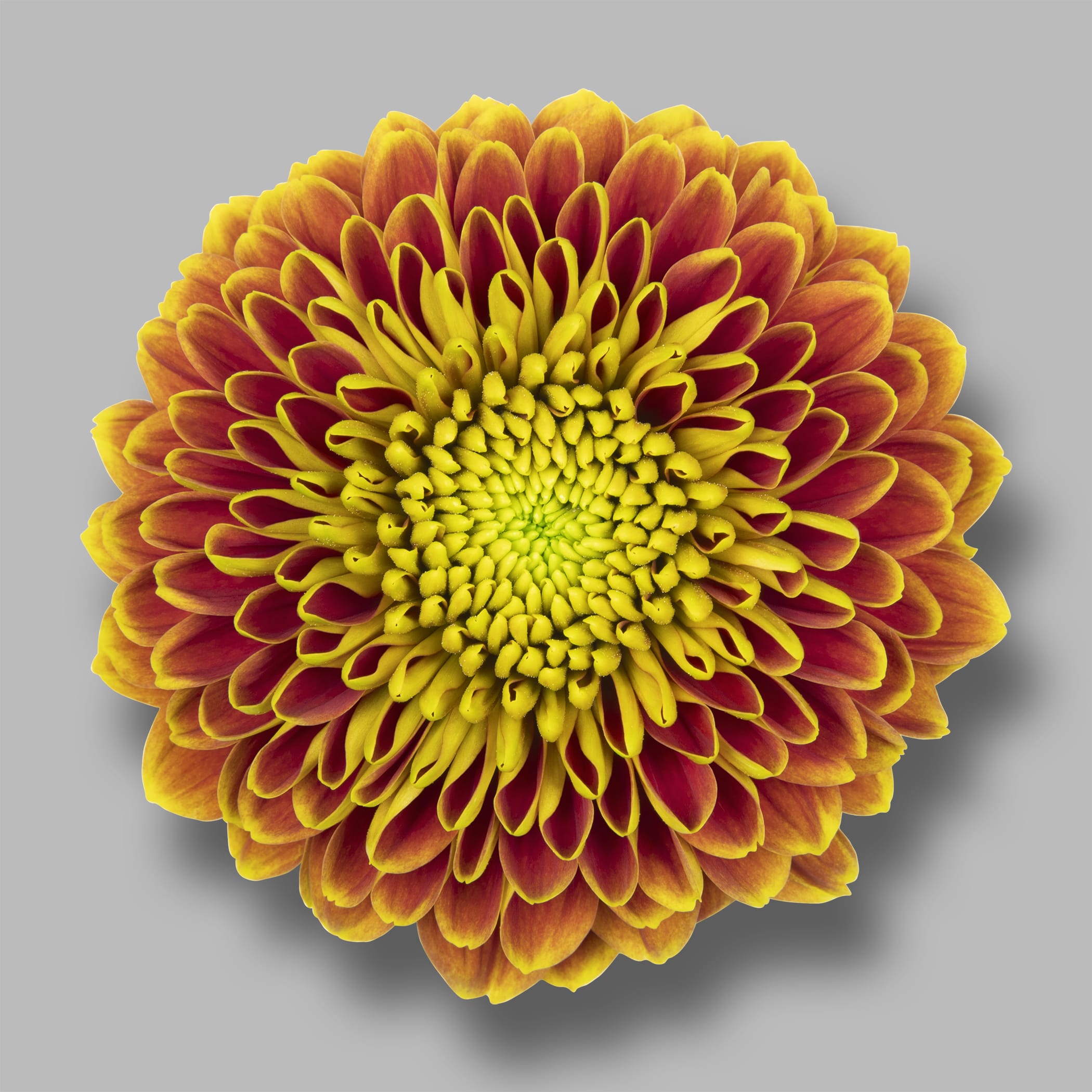 Tropicana-pluis-chrysant-